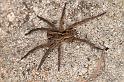 Lycosa_godeffroyi_D7080_Z_90_Wangaratta caravan park_Australie